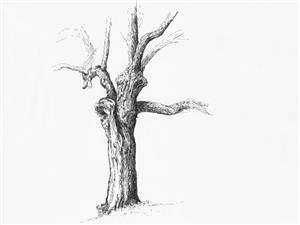 sketch of a tree with no leaves 